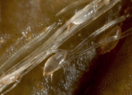 Adult broad mite. Image © Fera Science Ltd